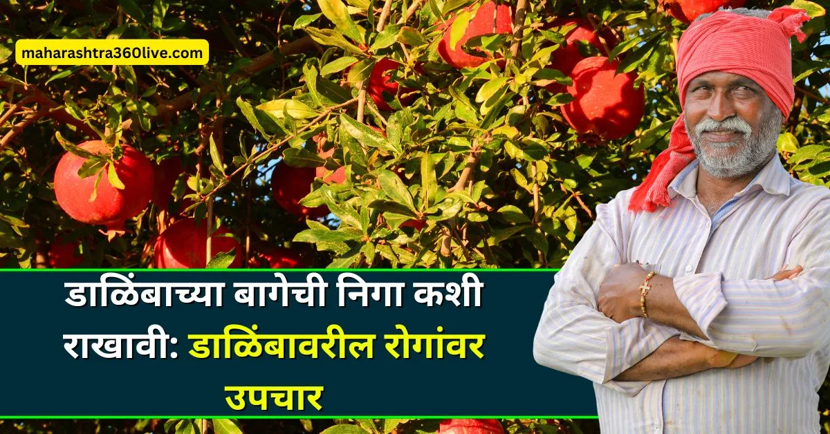 How to maintain a pomegranate farm in marathi