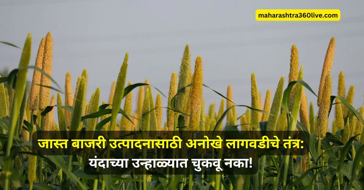 bajari lagwad 2025 maharashtra